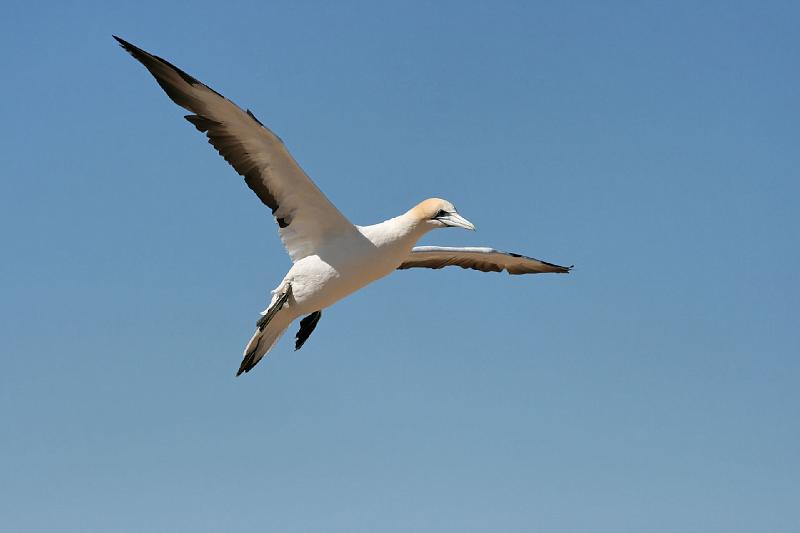 2007 04 14 Napier_Cape Kidnapper 054_DXO.jpg